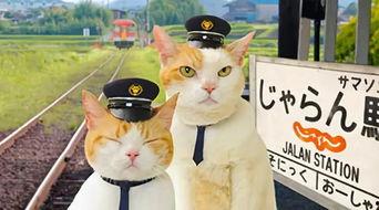 娱乐吃瓜喵散步